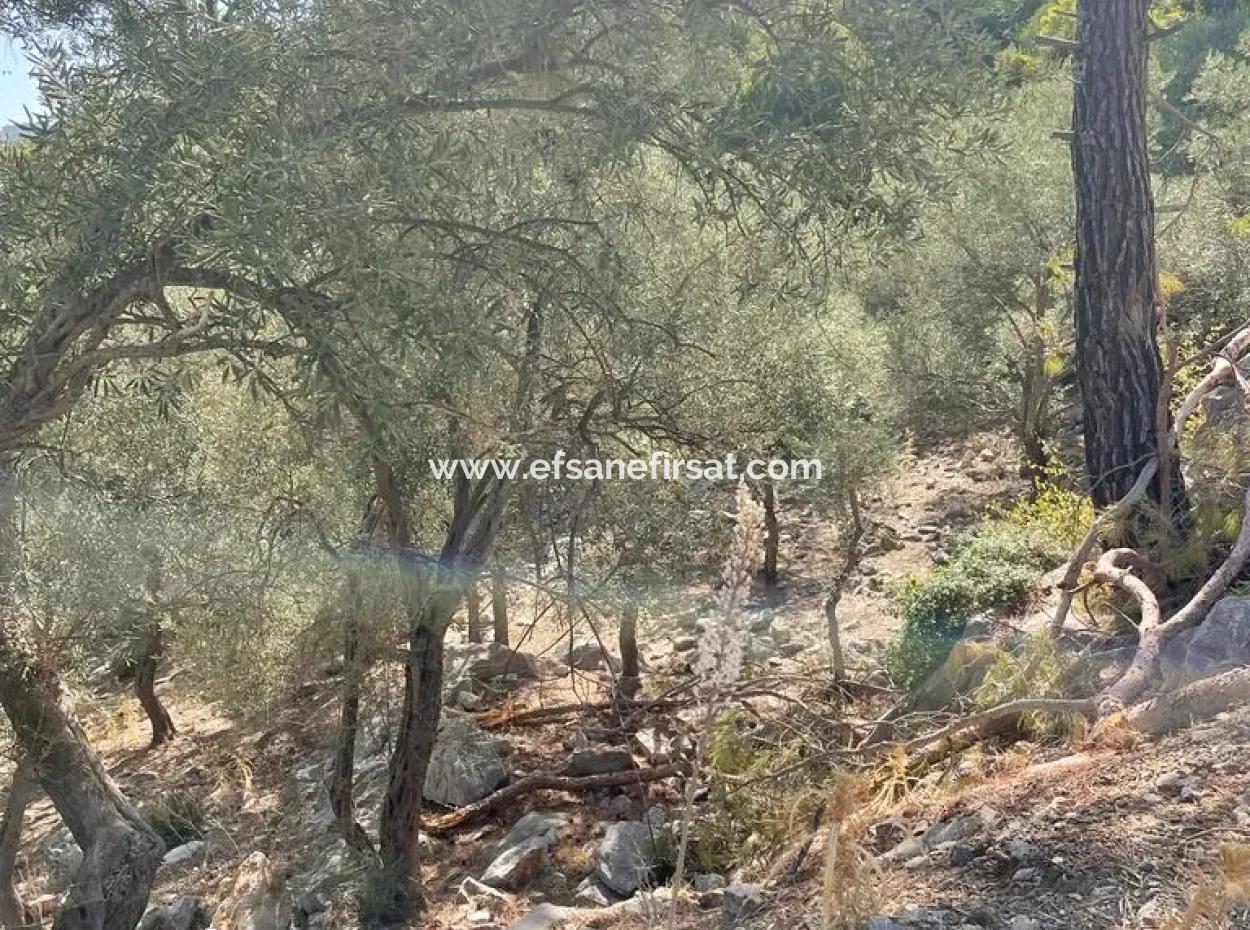 Muğla Köyceğiz Çandır Mah. 5000 M2 2B Tarla Satılık