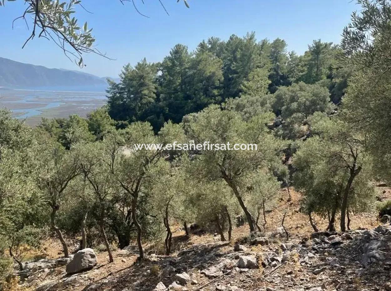 Muğla Köyceğiz Çandır Mah. 5000 M2 2B Tarla Satılık