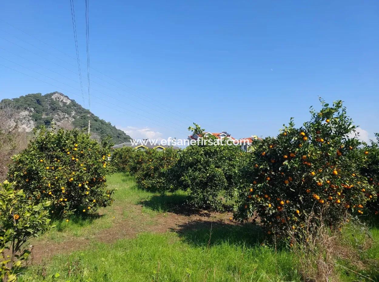 Muğla Dalyan Da Satılık 722 M2 İmarlı Müstakil Arsa