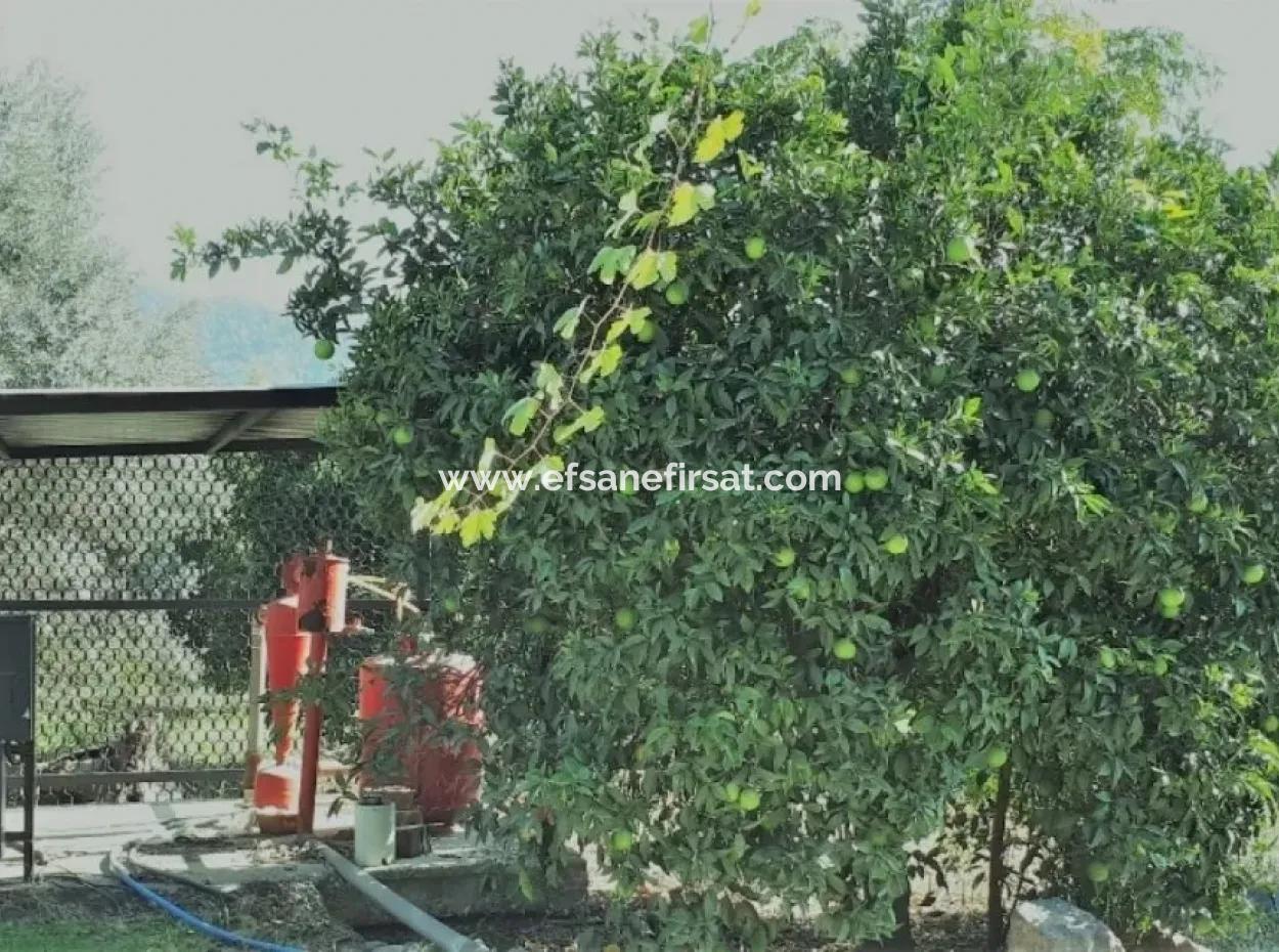 Tepearasında Satılık Kelepir Portakal Bahçesi