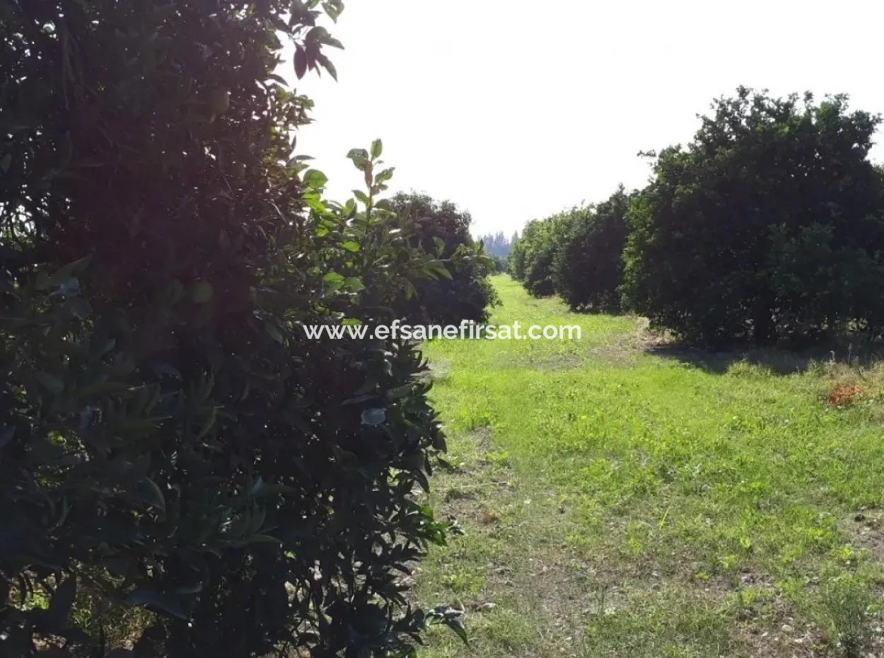 Tepearasında Satılık Kelepir Portakal Bahçesi