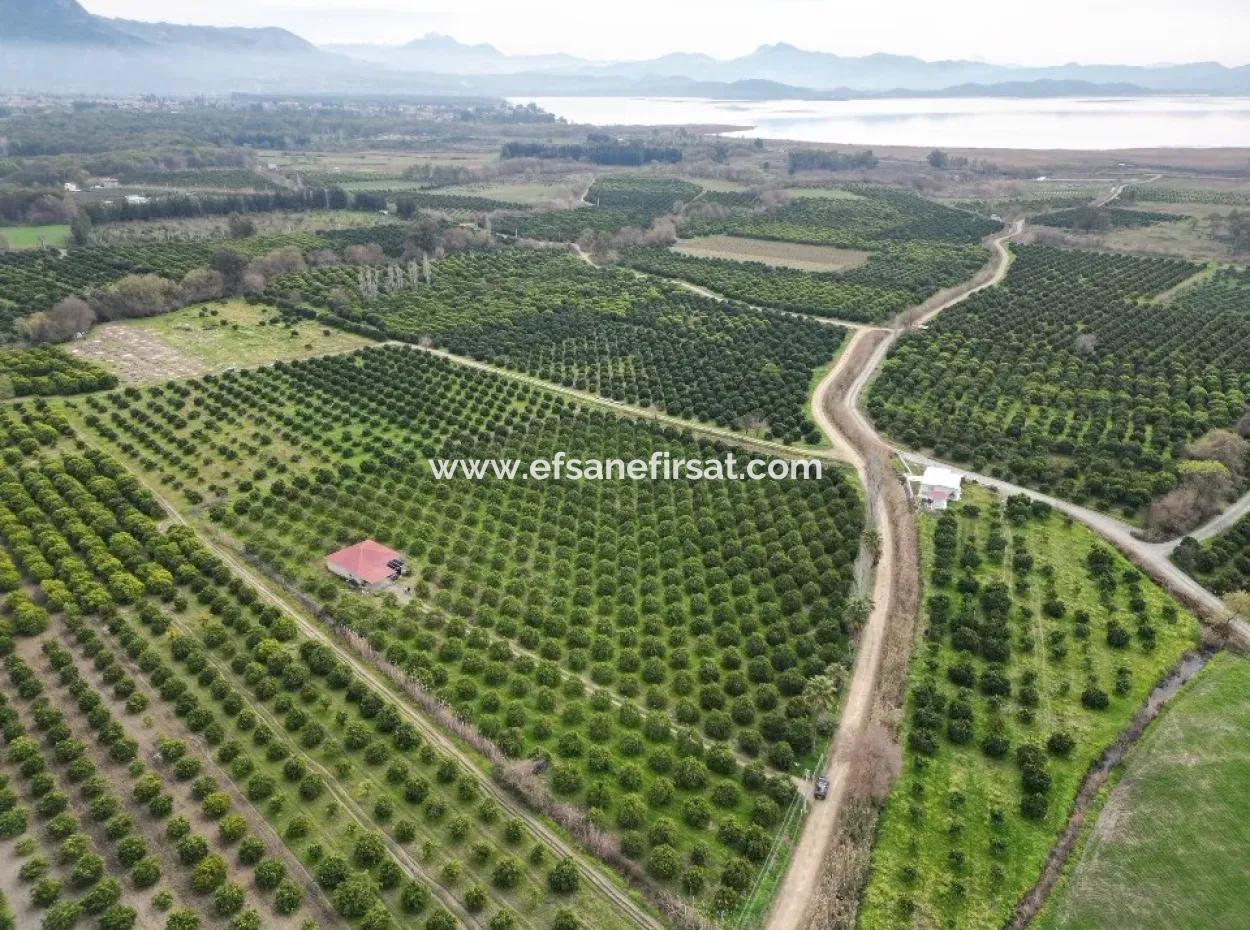 Köyceğiz Toparlarda 17.000 M2 Portakal Bahçesinde 3+1 Satılık Köy Evi