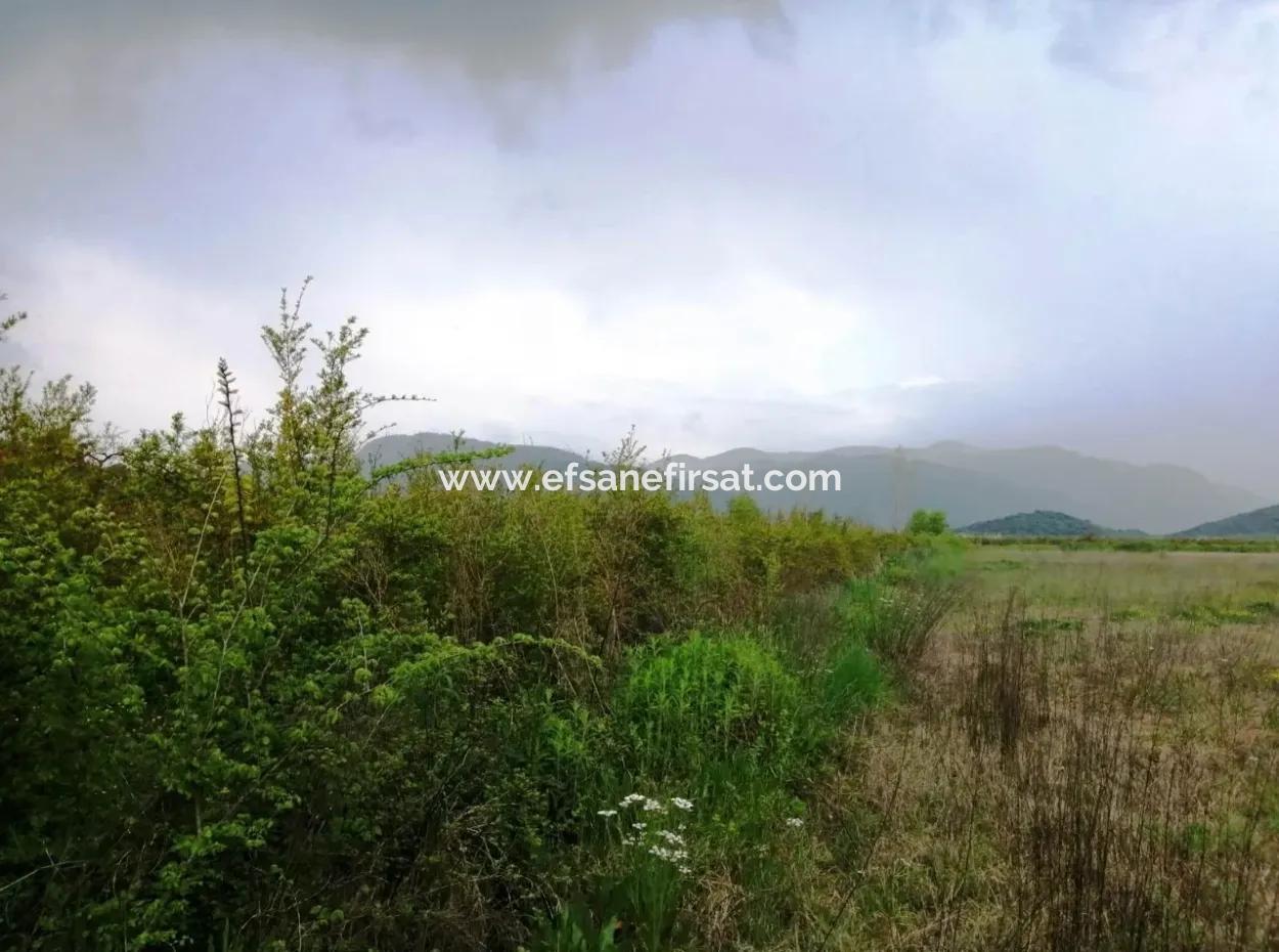 Güzelyurt Ta Satılık Bakımlı Nar Bahçesi