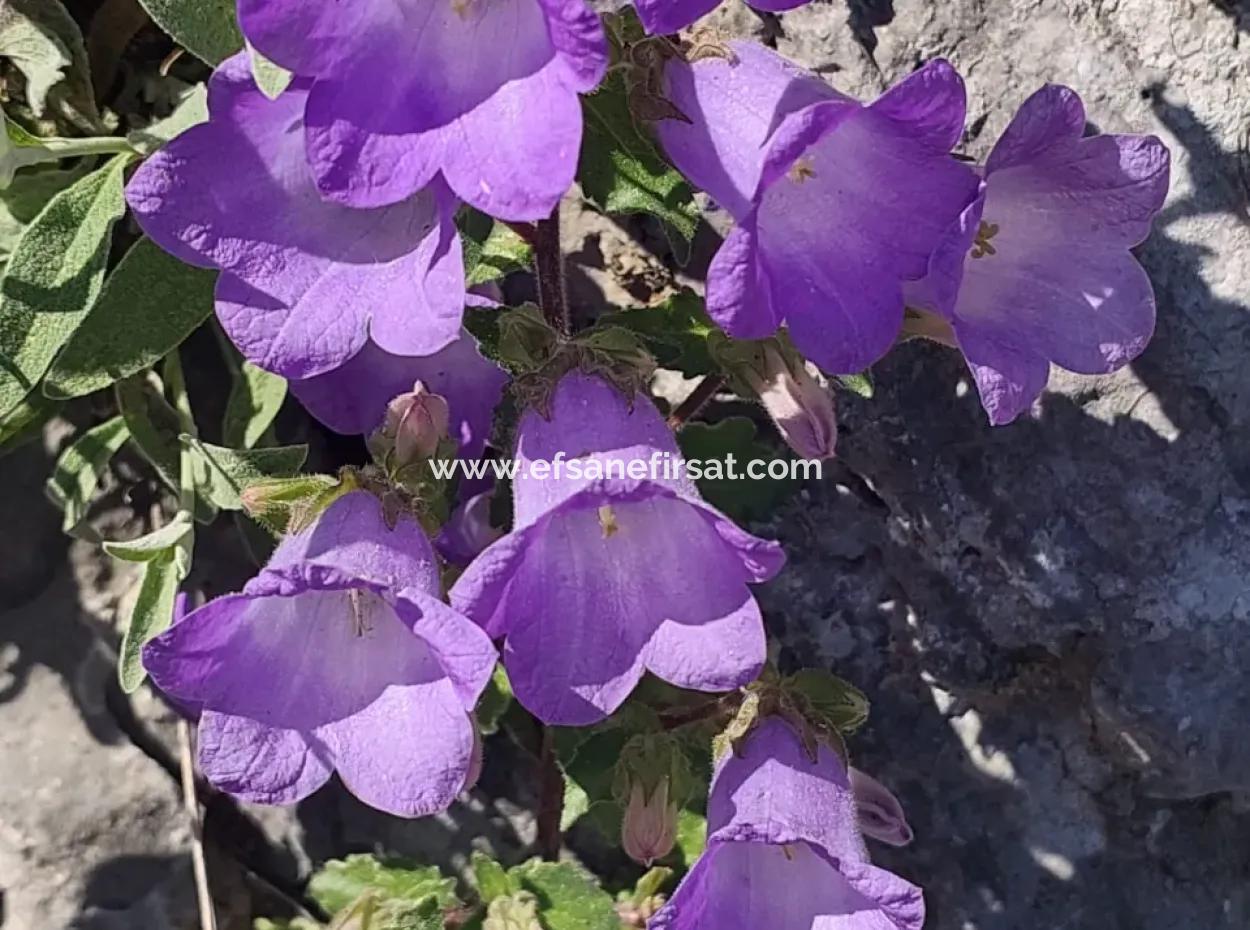 Muğla Köyceğiz Çandır’da Göl Manzaralı Köy Evi Ve Zeytinlik Arazi Satılık