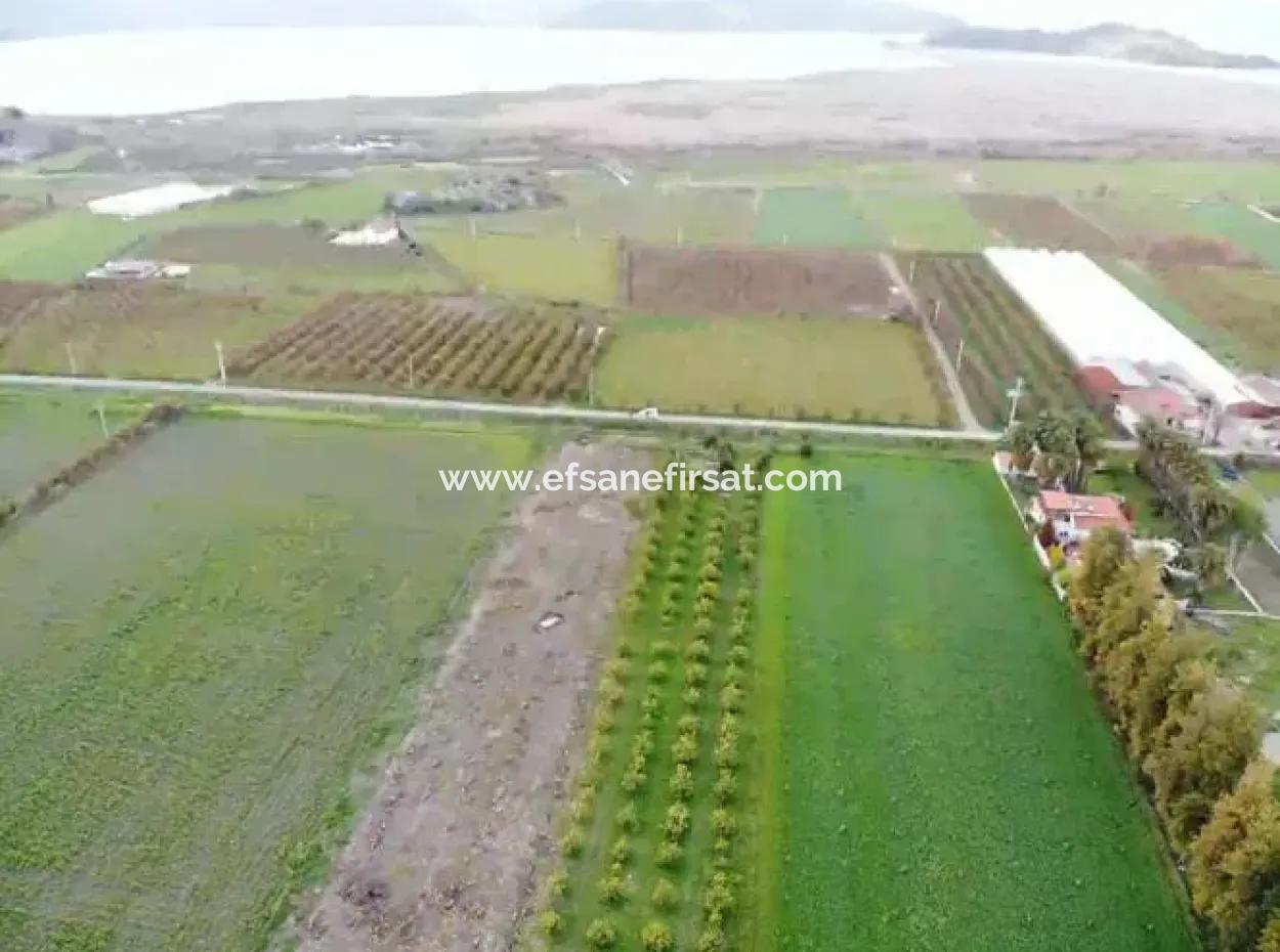 Muğla Dalyanda Göle Yakın Satılık 4100M2 Tarla