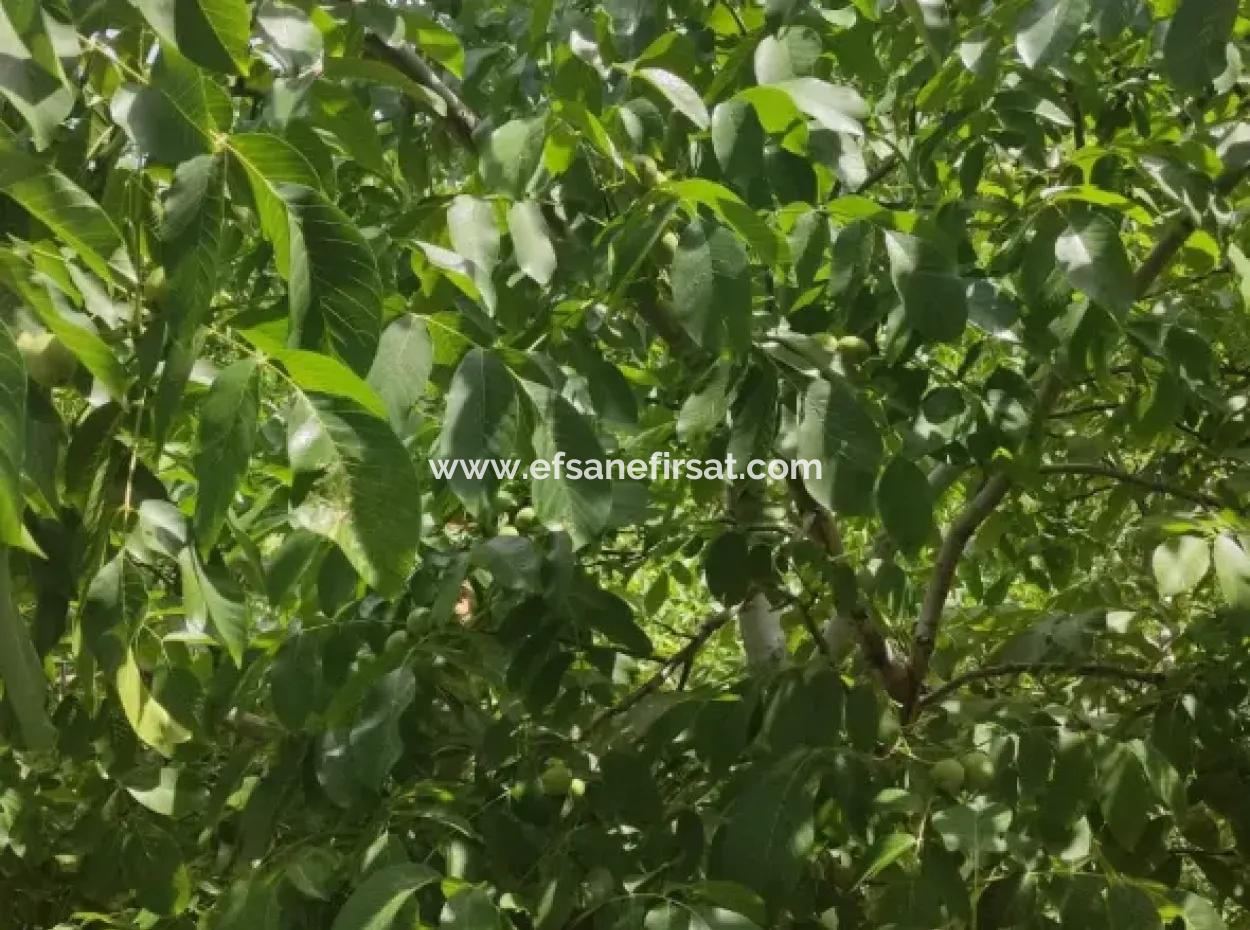 Çameli, Cevizlide 504 M2 Arsada Taş Köy Evi Ve 1042 M2 Müstakil Arsa Satılık