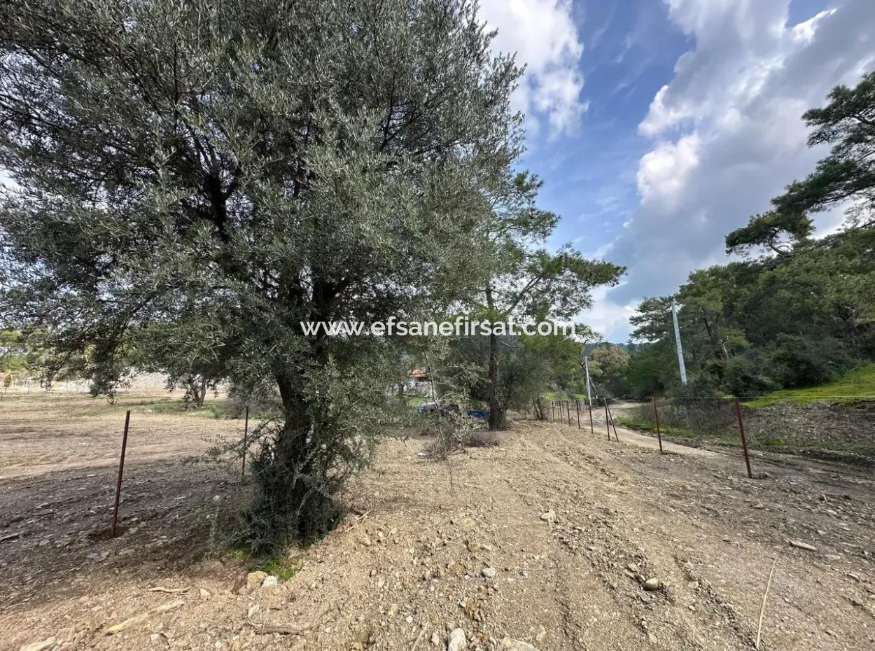 Dalyan Gökbelde 1084 M2 Köşe Parsel Satılık