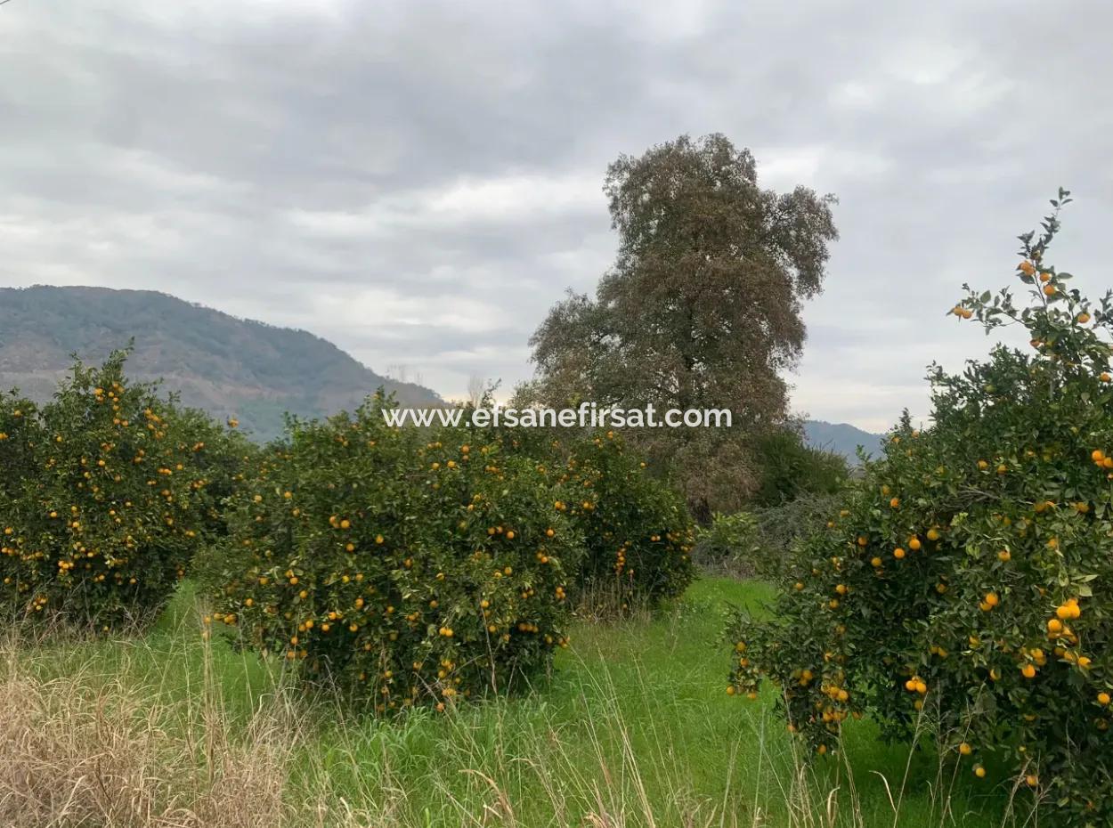 Ortaca Ekşiliyurtda 1084 M2 İmarlı Kelepir Arsa Satılık