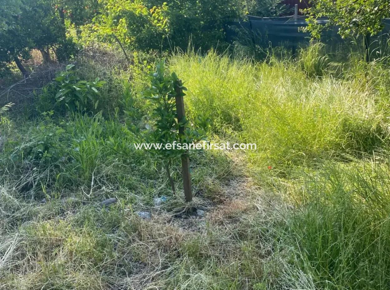 Ortaca Kemaliyede  Rızai Taksimli 500 M2 Arazi Acil Satılık