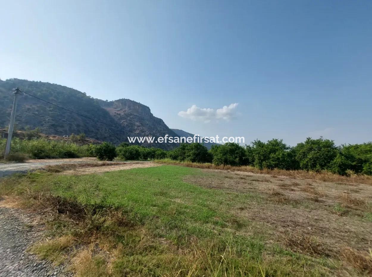 Ortaca Karadonlar’da 4.500 M² Bakımlı Limon Bahçesi Satılık