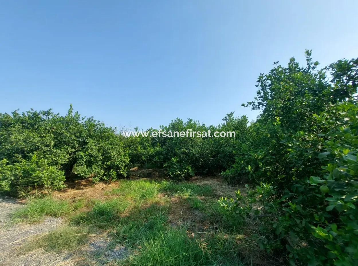 Ortaca Karadonlar’da 4.500 M² Bakımlı Limon Bahçesi Satılık