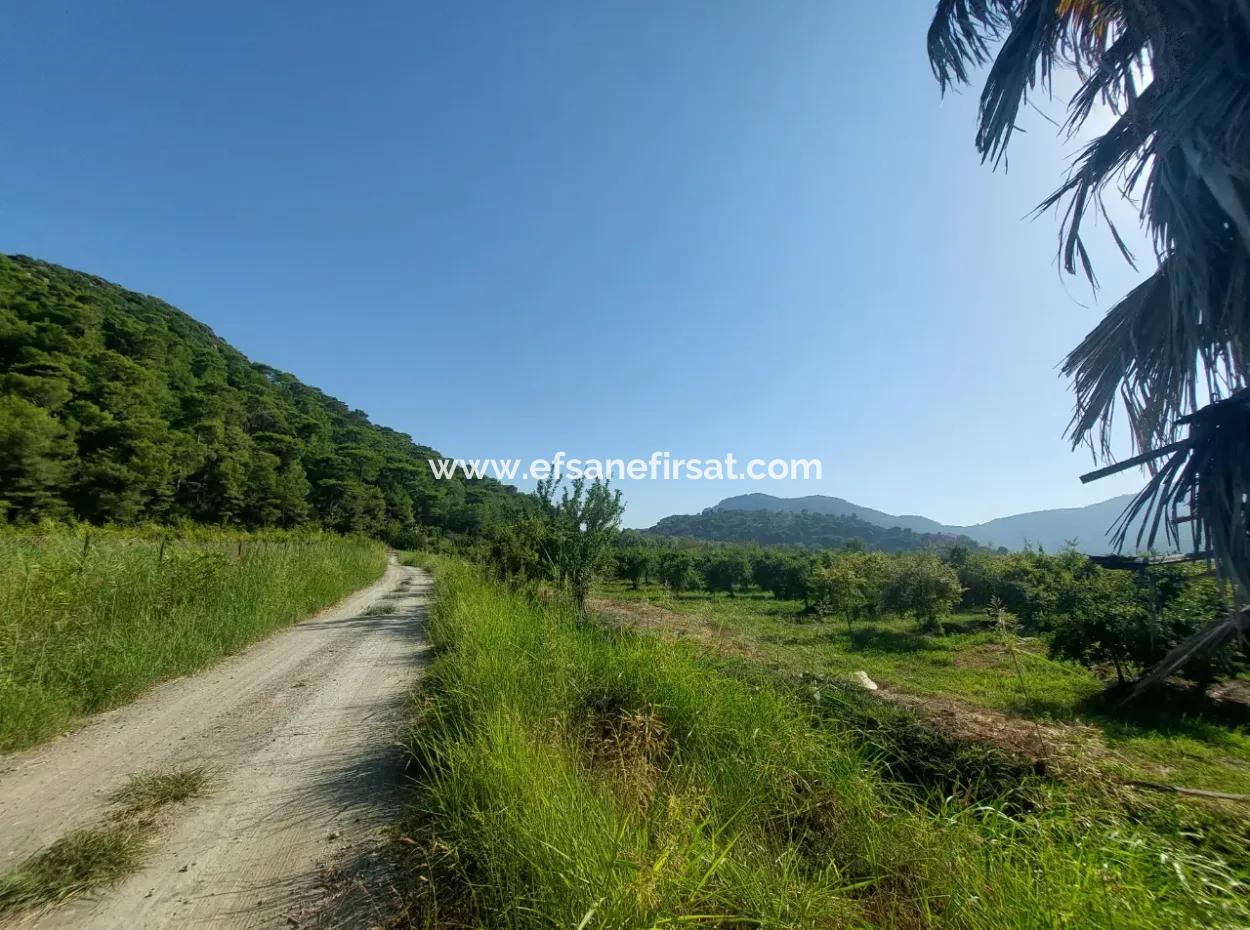 Ortaca Dalyan’da 73,500 M² Yatırıma Uygun Nar Bahçesi Satılık