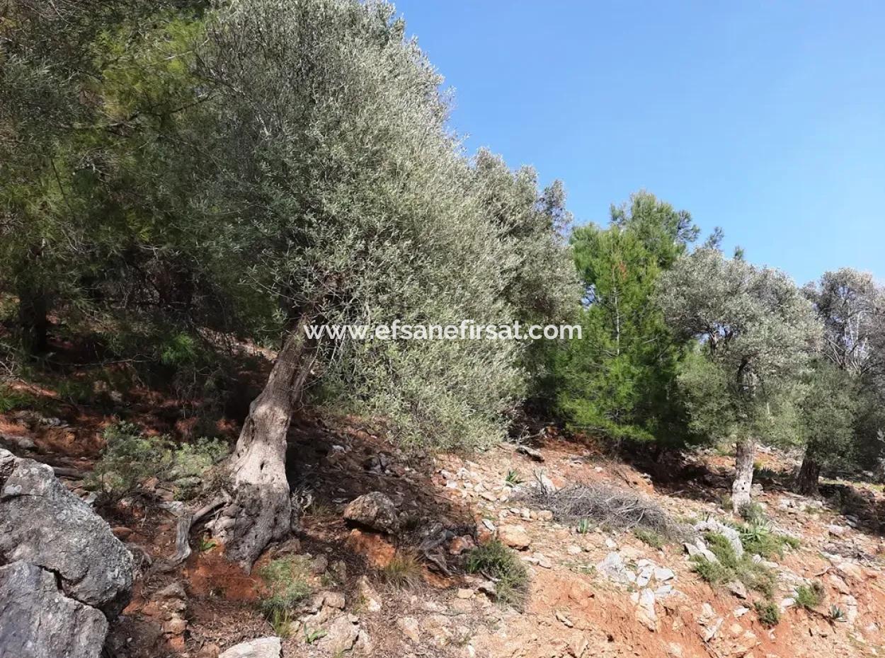 Muğla Ortaca Dalyan Gökbel De 3 100 M2 Hazine Arazisi Zilliyet Hakkı Devir Edilecek