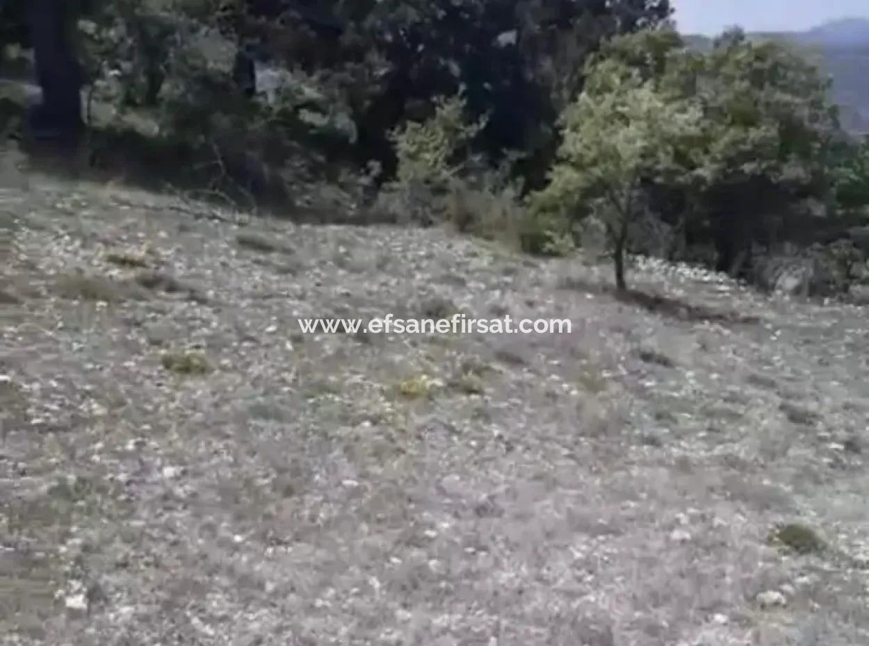 Çameli Ayvacık Ta 1770 M2 Tarla Satılık