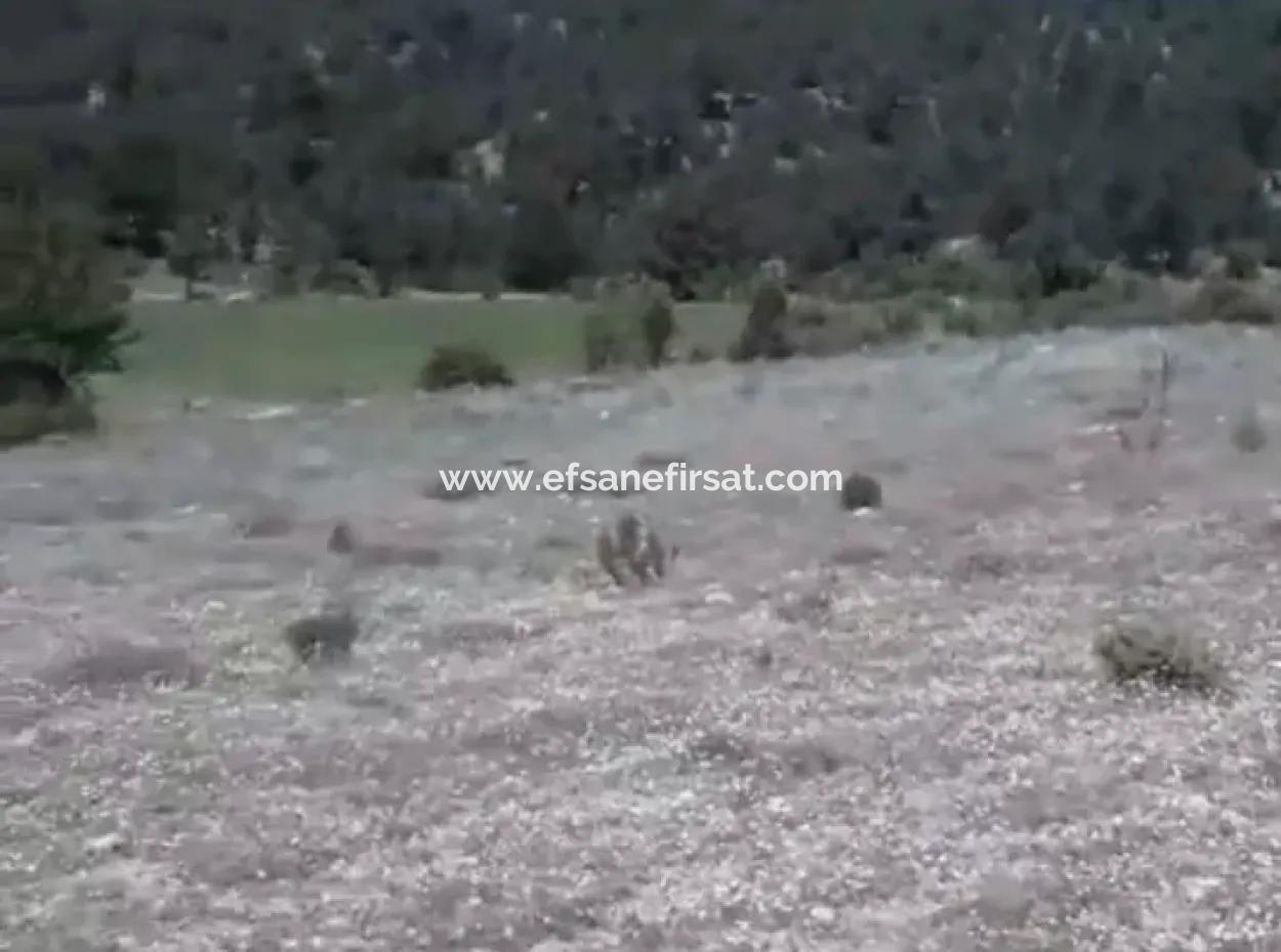 Çameli Ayvacık Ta 2030 M2 Tarla Satılık