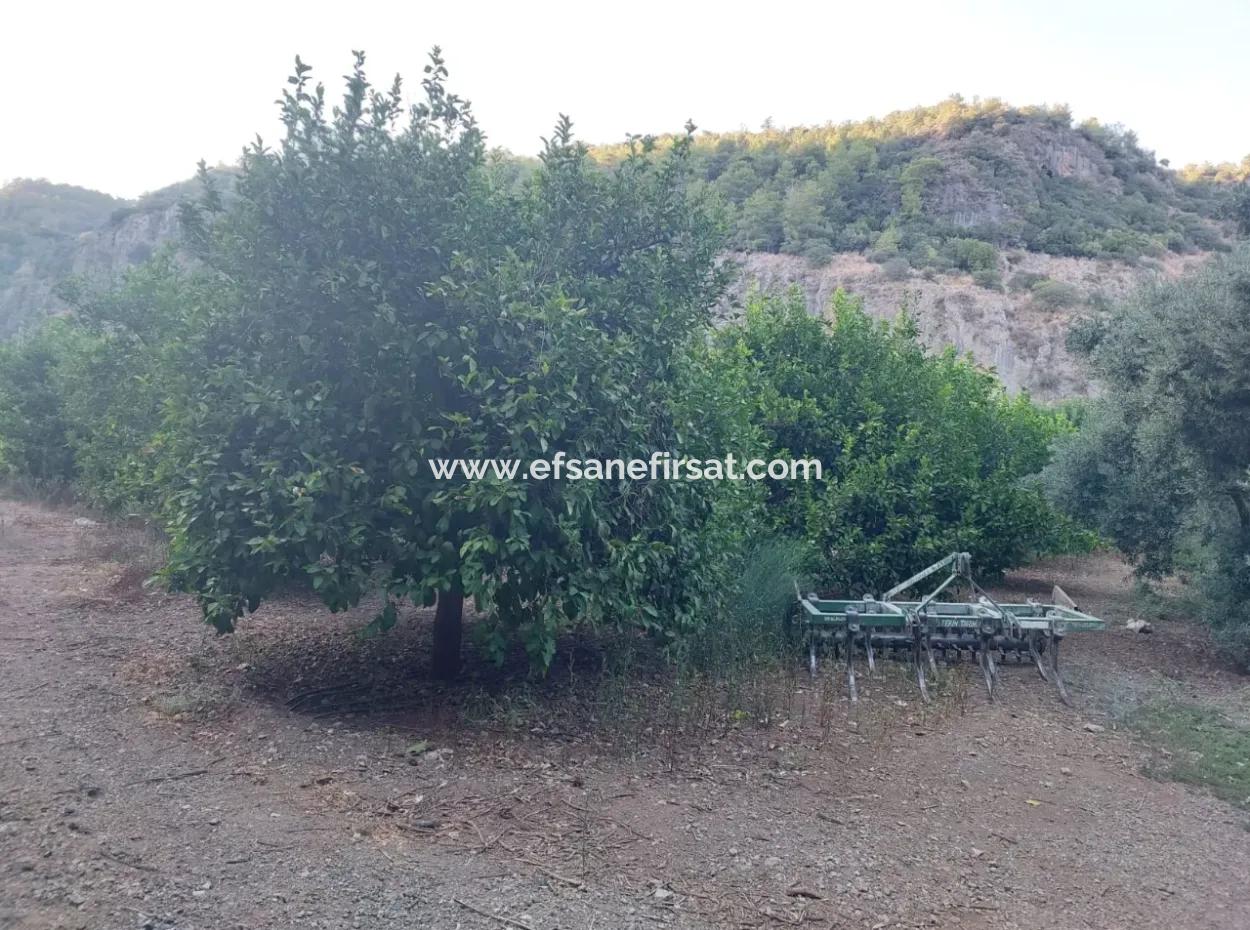 Muğla, Ortaca, Karadonlar Da 1.300 M2 Müstakil 250M2 Konut İmarlı Arsa Satılık