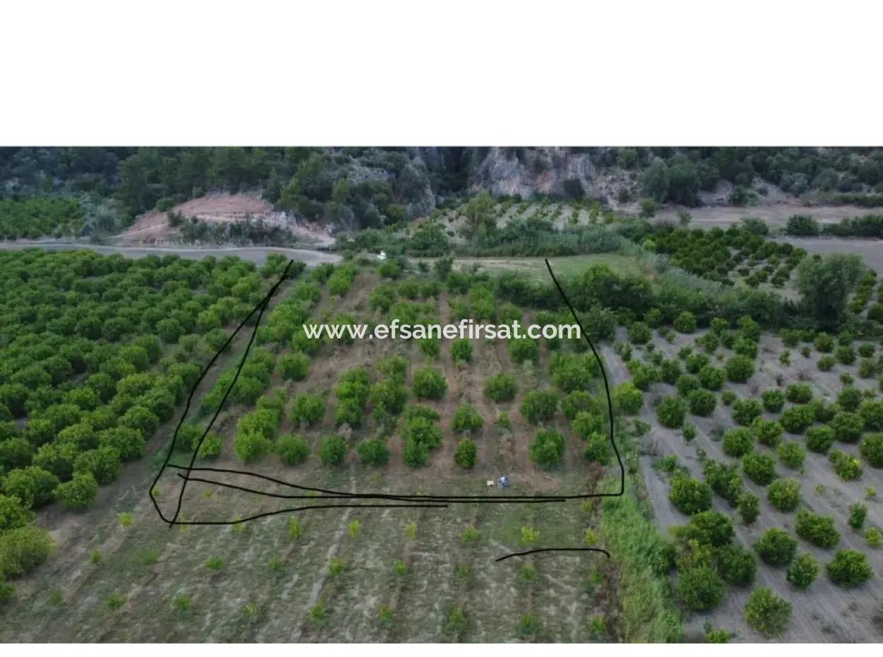 Ortaca Mergenli De  8 500  M2 Narenciye Bahçesi Satılık