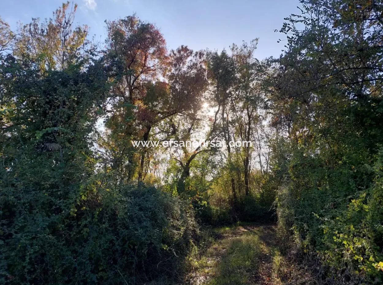 Köyceğiz Toparlar Da  Göle Yakın 9 600 M2 Arazi Satılık