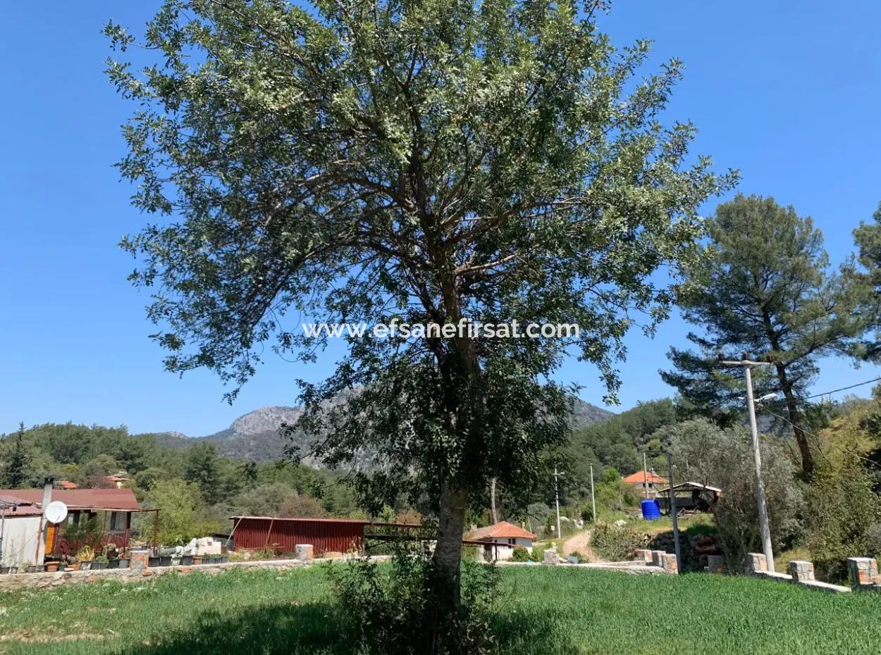 Dalyan Gökbelde 678 M2 Hisse Satılık