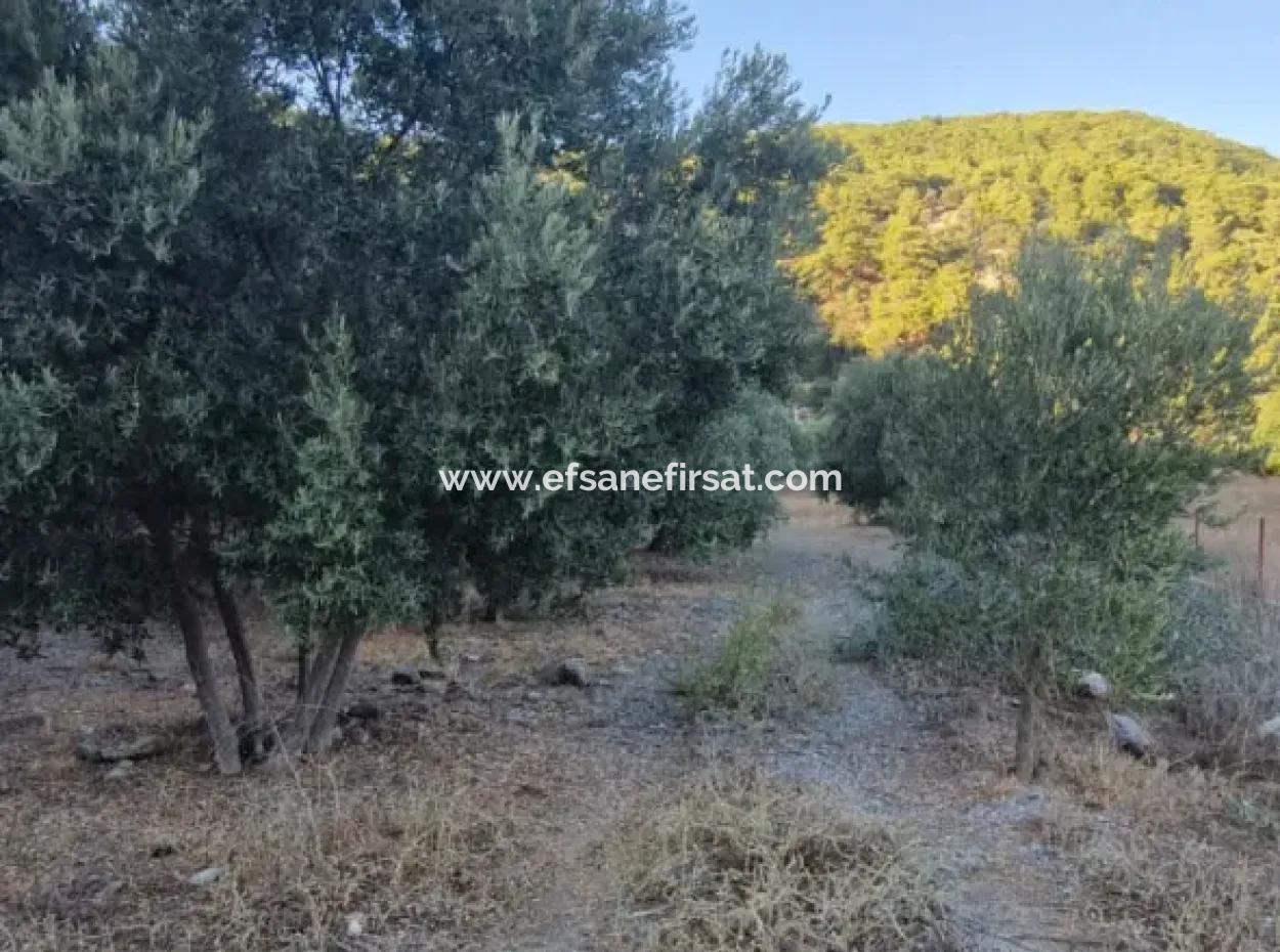 Muğla Köyceğiz Çandır Mah.4 250 M2 Zeytinlik Satılık
