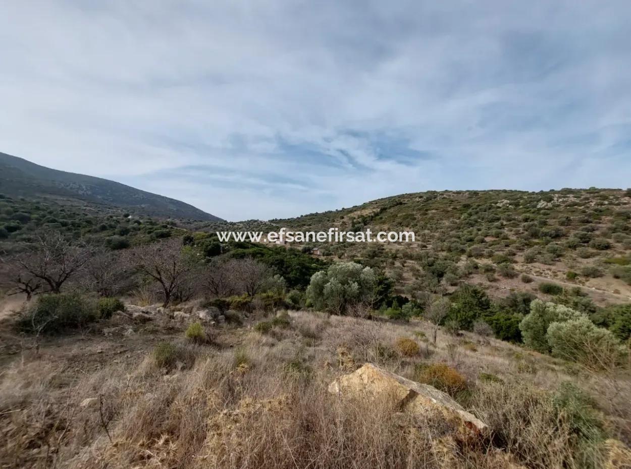 Muğla Datça Yazı’da 8.400 M² Müstakil Tapulu Satılık Kelepir Zeytinlik