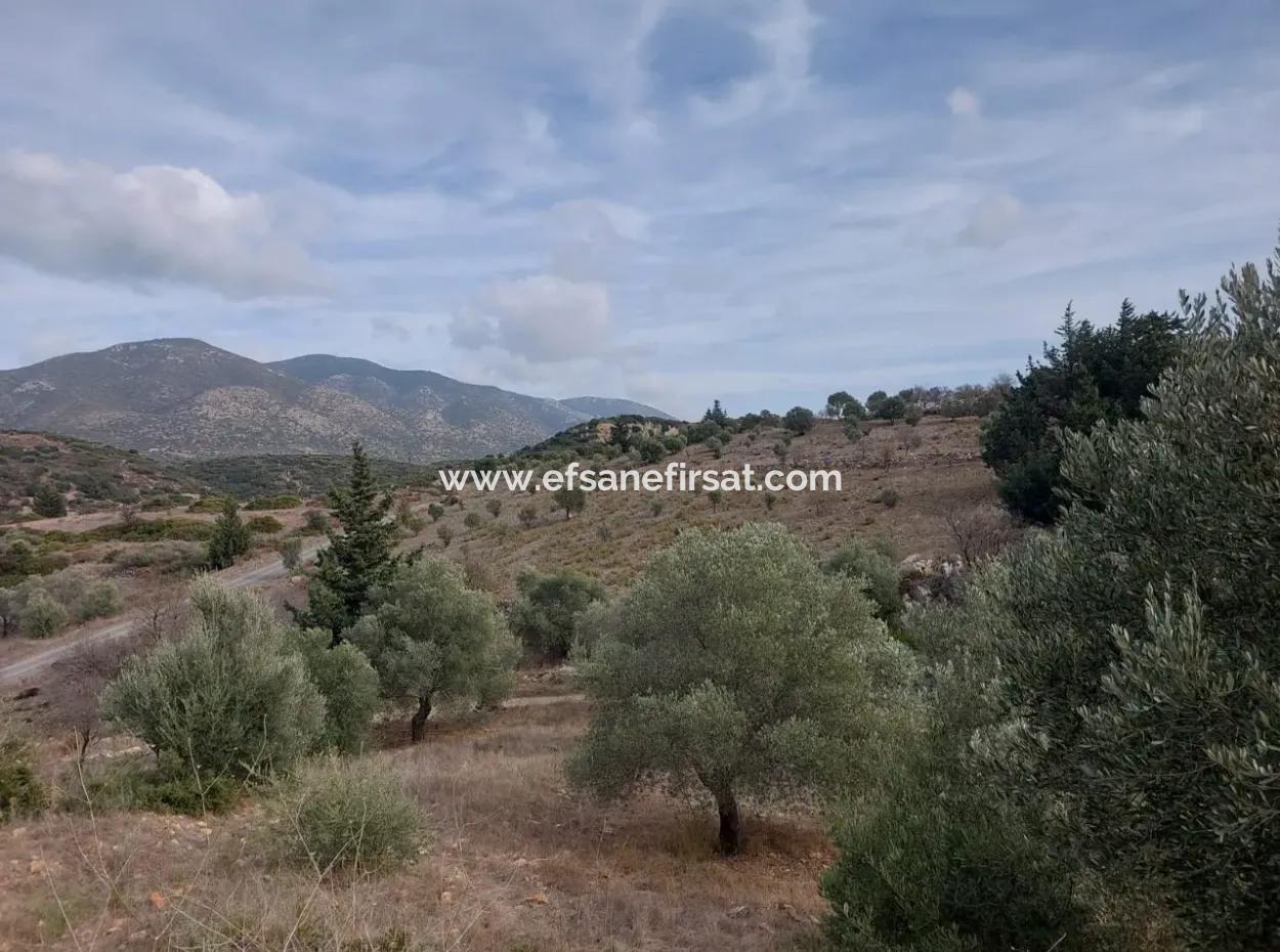 Muğla Datça Yazı’da 8.400 M² Müstakil Tapulu Satılık Kelepir Zeytinlik