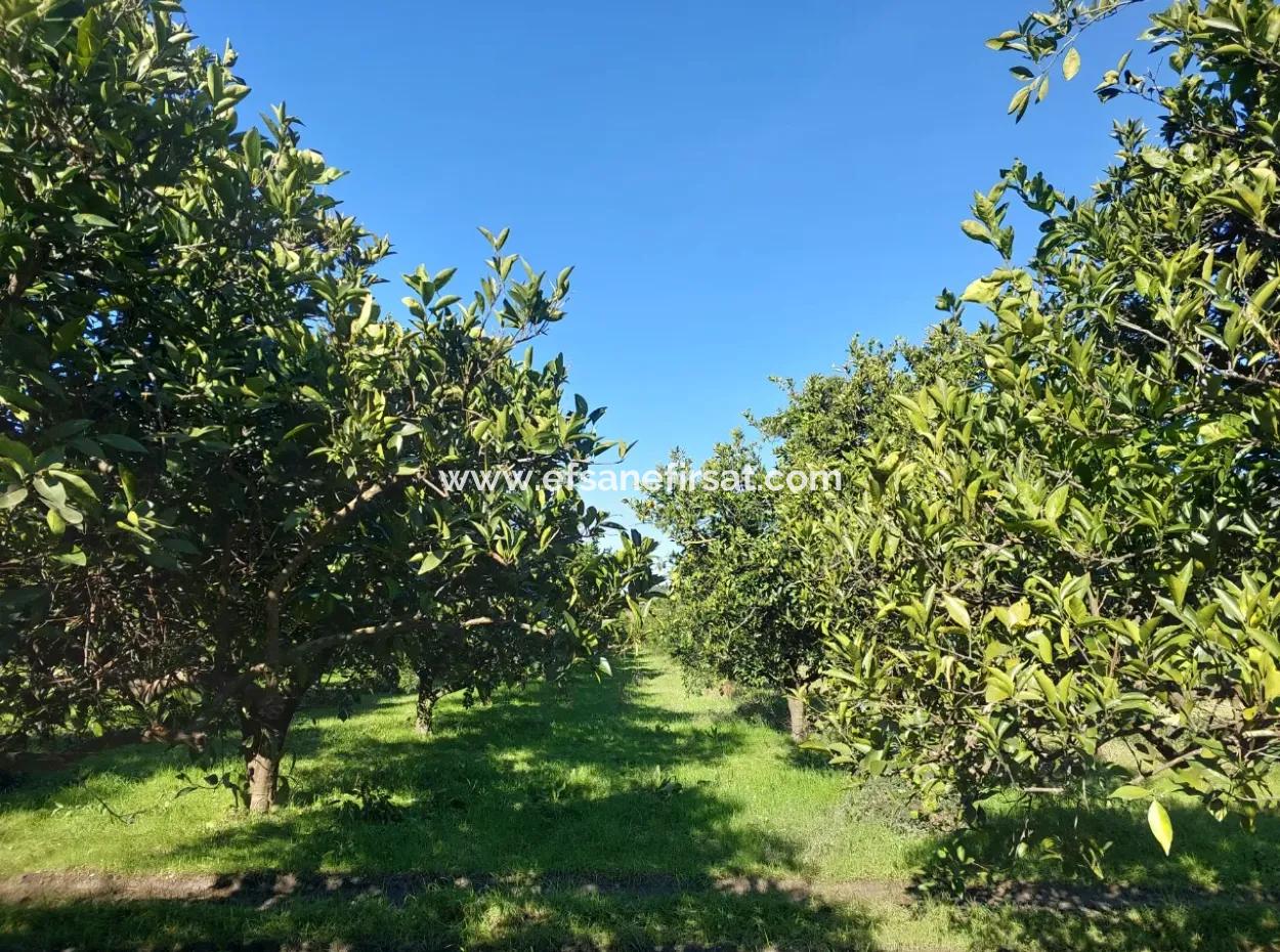 Ortaca Okçularda  250 M2 İnşaat Hakkı Olan, 1000M2 Müstakil Arsa Satılık