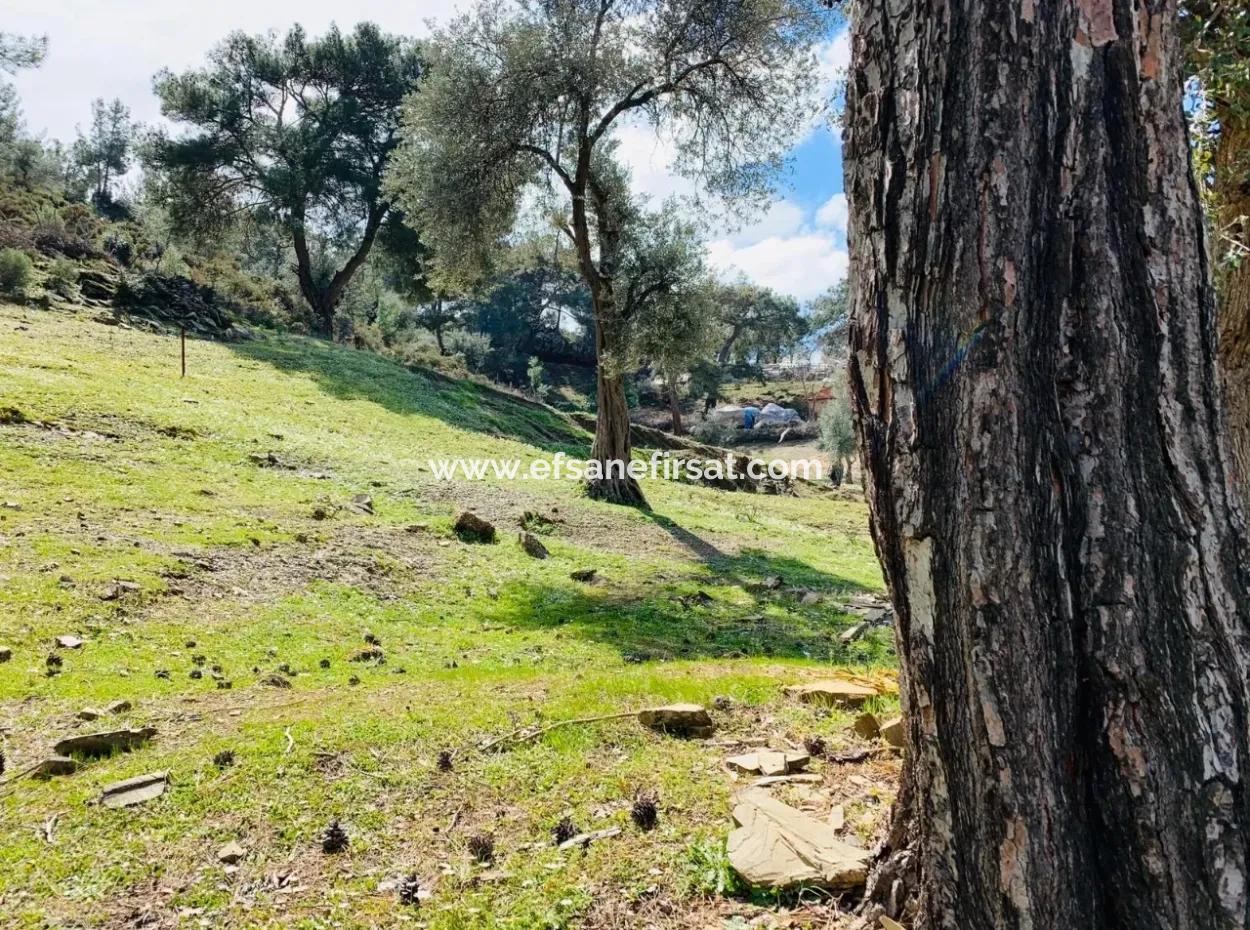 Ortaca Gökbelde Satılık Müstakil Tarla