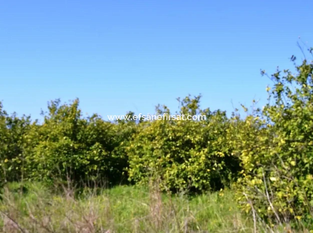 Ortacada Satılık Kelepir Limon Bahçesi