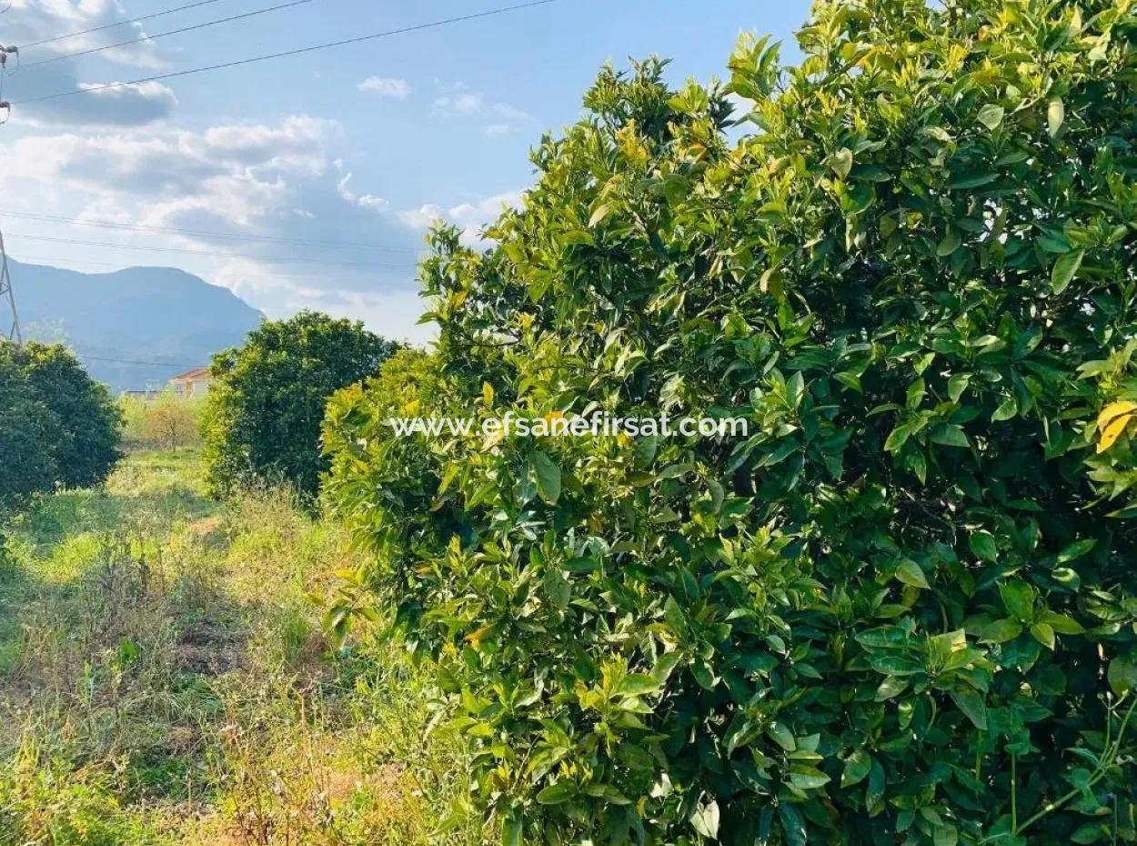 Dalyanda Satılık 830 M2 Kelepir Arsa