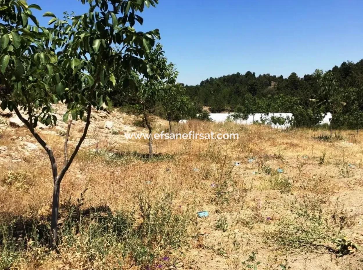 Denizli Çameli Gökçeyakada Satılık Ceviz Bahçesi