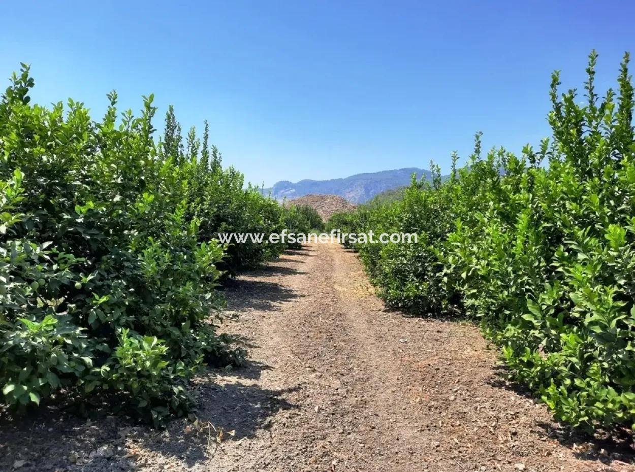 Ortaca Dalaklı Da Satılık Müstakil 2 Katlı Ev