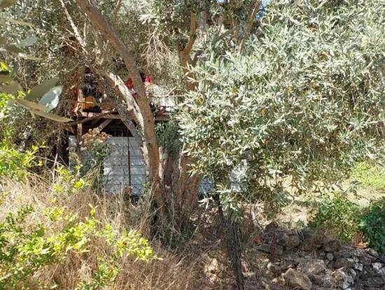 Ortaca Eskiköyde 2.500M2 Hazine Arazisinde Numaratajı Olan Bina İle Devren Satılık