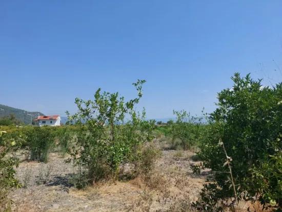 Muğla Dalyan’da 5.200 M² Kiralık Limon Ve Portakal Bahçesi