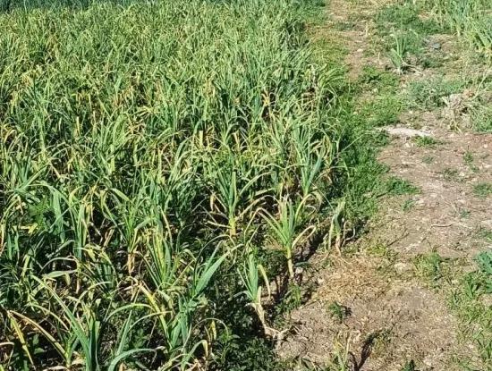 Denizli Çameli Gökçeyaka Da Satılık Kelepir Elma Bahçesi