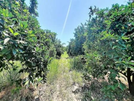 Köyceğiz De Göle Yakın Müstakil Tapulu 2 650 M2 Narenciye Bahçe Satılık Veya Takas Olur