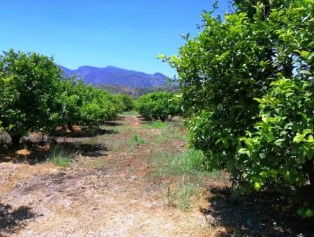 Ortacada Satılık Kelepir Limon Bahçesi