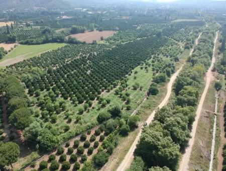 Beyobası Nda Satılık Portakal Bahçesi