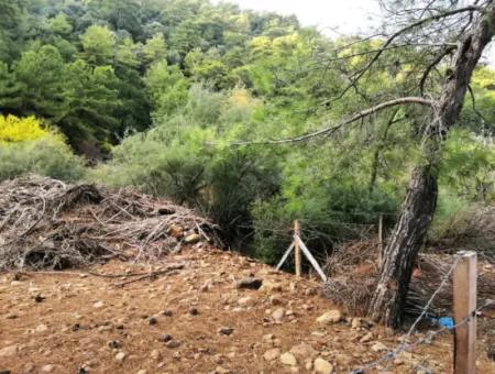 Muğla Köyceğiz Çandırda 9996 M2 Asfalt Cepheli Arazi Satılık