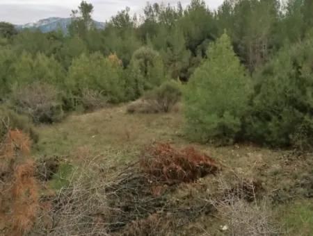 Muğla Dalaman Gürleyikte Satılık 30949 M2 Verimli Tarla