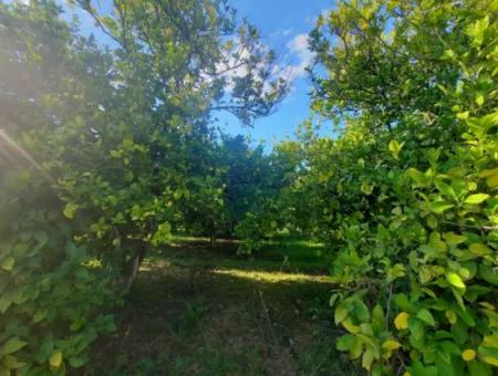 Ortaca Ekşiliyurt Da Yatırıma Uygun 11 850 M2  Limon Bahçesi Ve 4 Bina Satılık