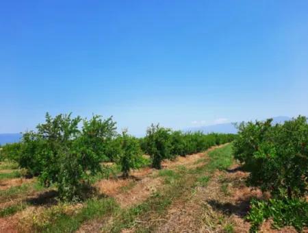 Muğla Ortaca Tepearasında Satılık Kelepir Müstakil 22 250 Arazi