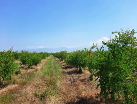 Muğla Ortaca Tepearasında Satılık Kelepir Müstakil 22 250 Arazi