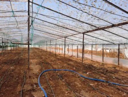 Muğla Ortaca Ekşiliyurt Ta 3100 M2 İmarlı Arazi Ve Sera Satılık