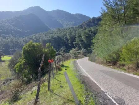 Muğla Dalyan Gökbelde 13 200 M2 Müstakil Tapulu Zeytinlik Satılık