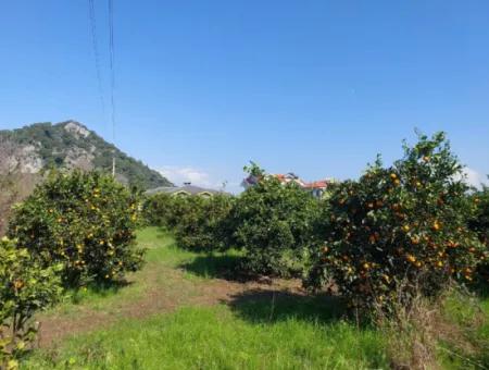 Muğla Dalyan Da Satılık 722 M2 İmarlı Müstakil Arsa