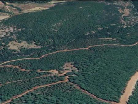 Muğla Ula Armutçukda Orman İçi 25 Dönüm Tarla Satılık        