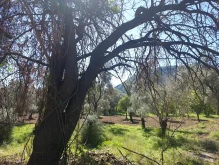 Muğla Köyceğiz Çandır’da Göl Manzaralı Köy Evi Ve Zeytinlik Arazi Satılık