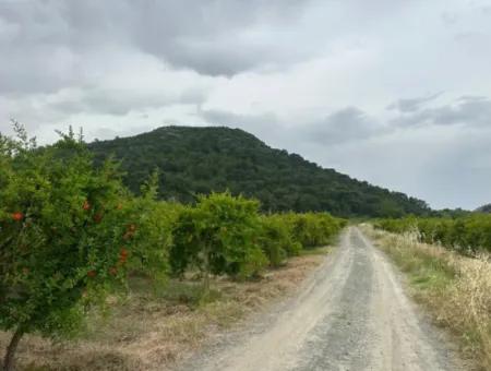 Muğla Dalyan’da 6.250 M² Bakımlı Kelepir Nar Bahçesi Satılık