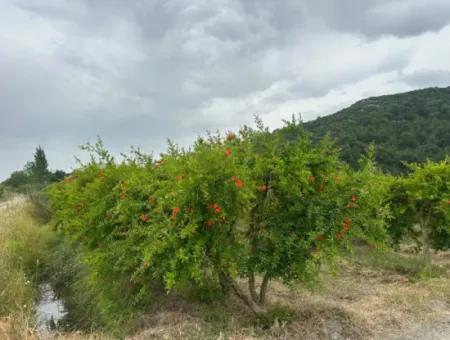 Muğla Dalyan’da 6.250 M² Bakımlı Kelepir Nar Bahçesi Satılık